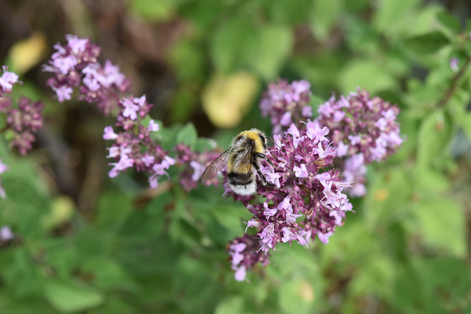 Nikon D5500 sample photo. Hummel, oregano, fictional photography