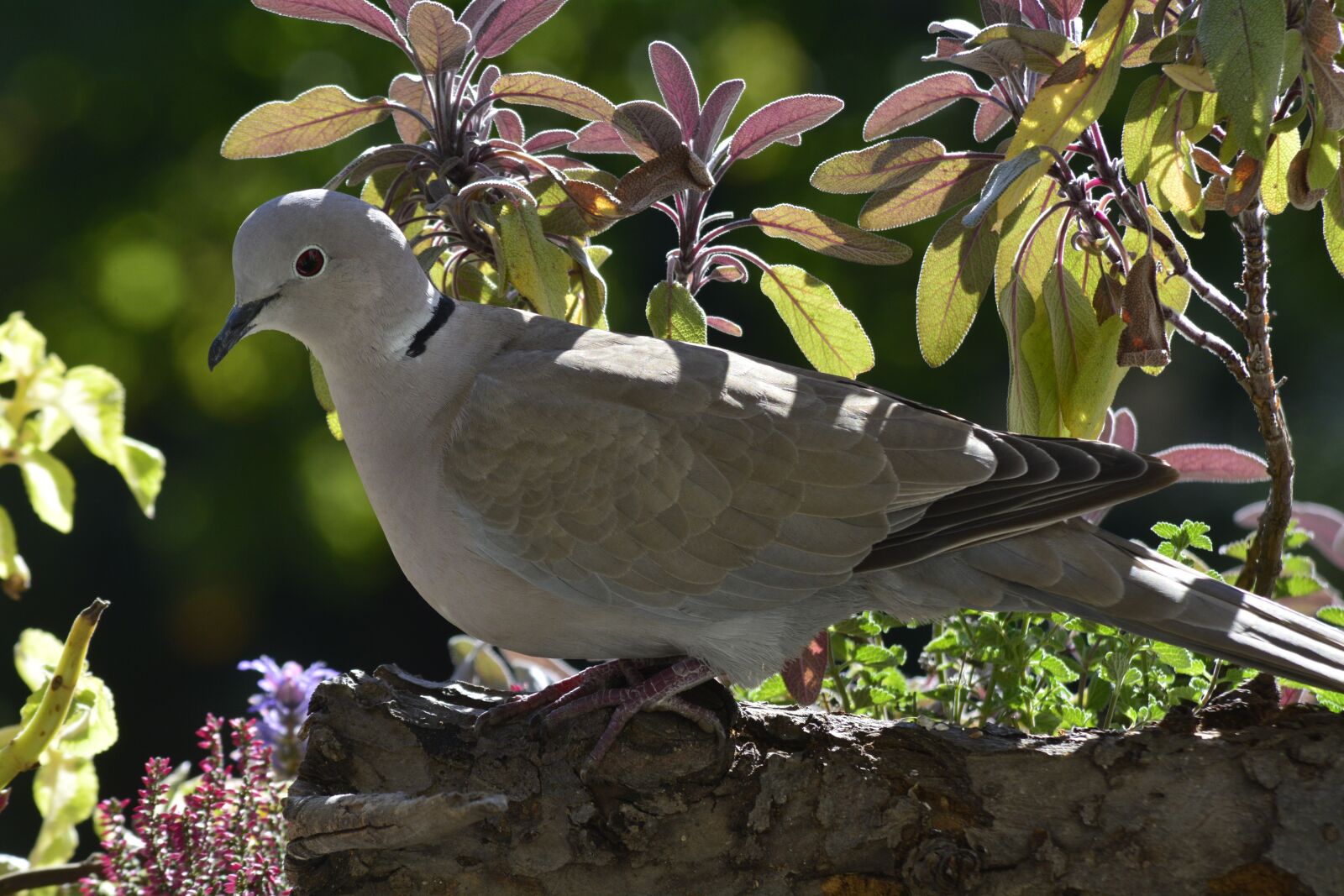 Nikon D7100 sample photo. Bird, nature, animal world photography
