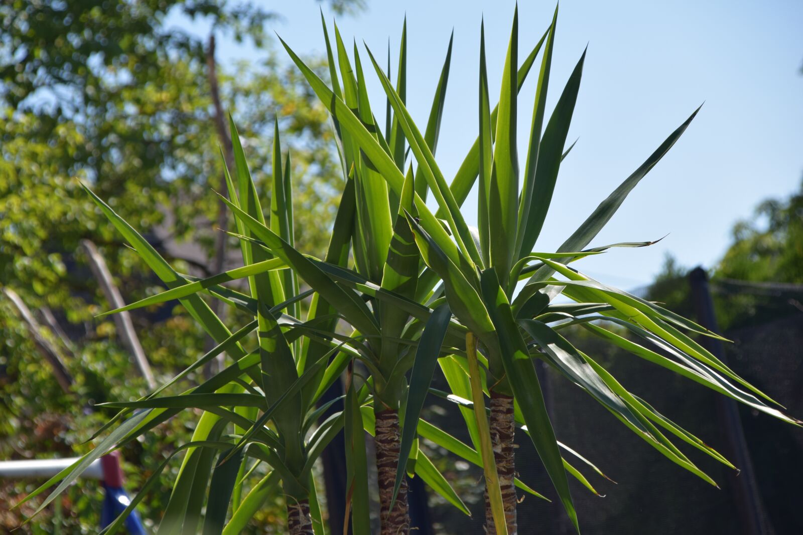 Nikon D5300 sample photo. Palm, garden, plant photography