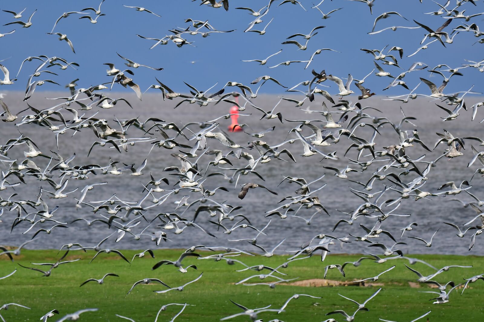 Nikon D500 sample photo. Black headed gulls, alarm photography