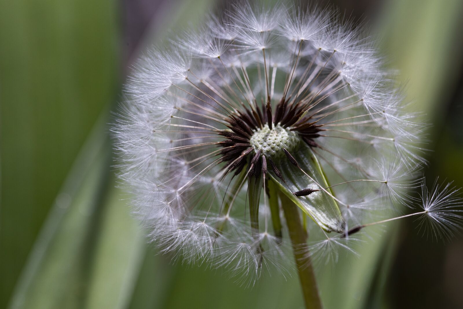 Canon EOS 6D Mark II sample photo. Dandelion, seeds, flowers photography