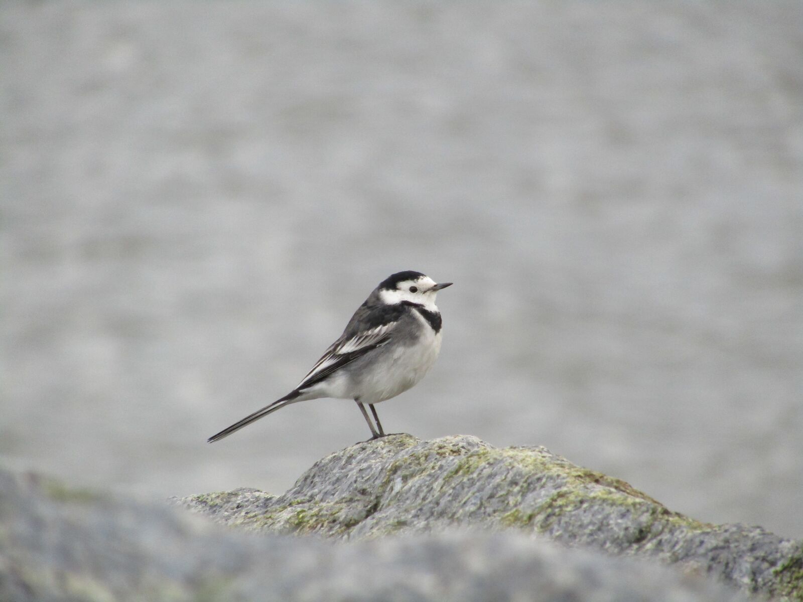 Canon POWERSHOT SX430 IS sample photo. Bird, wildlife, animal photography