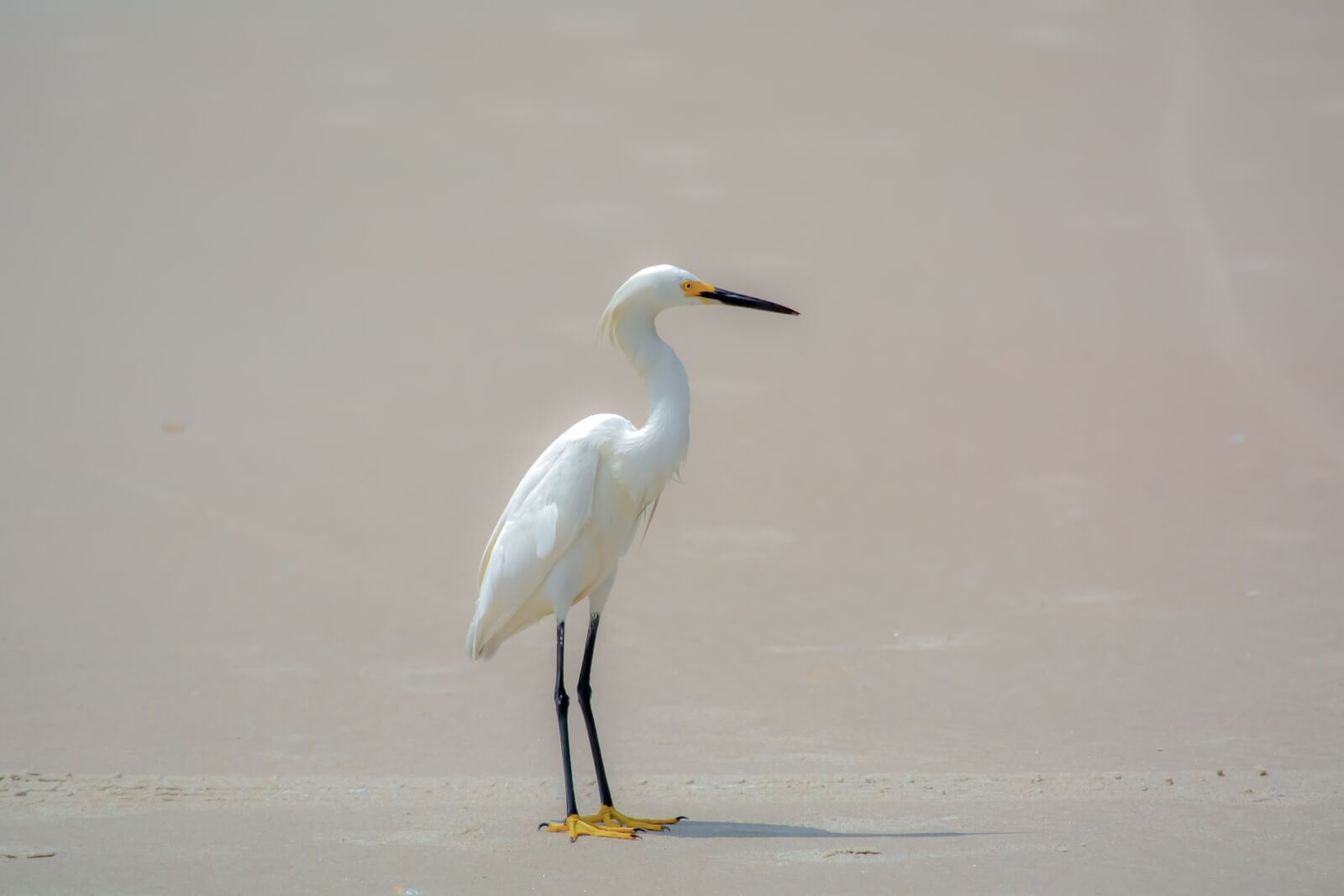 Nikon D5200 sample photo. Beach, bird, white photography