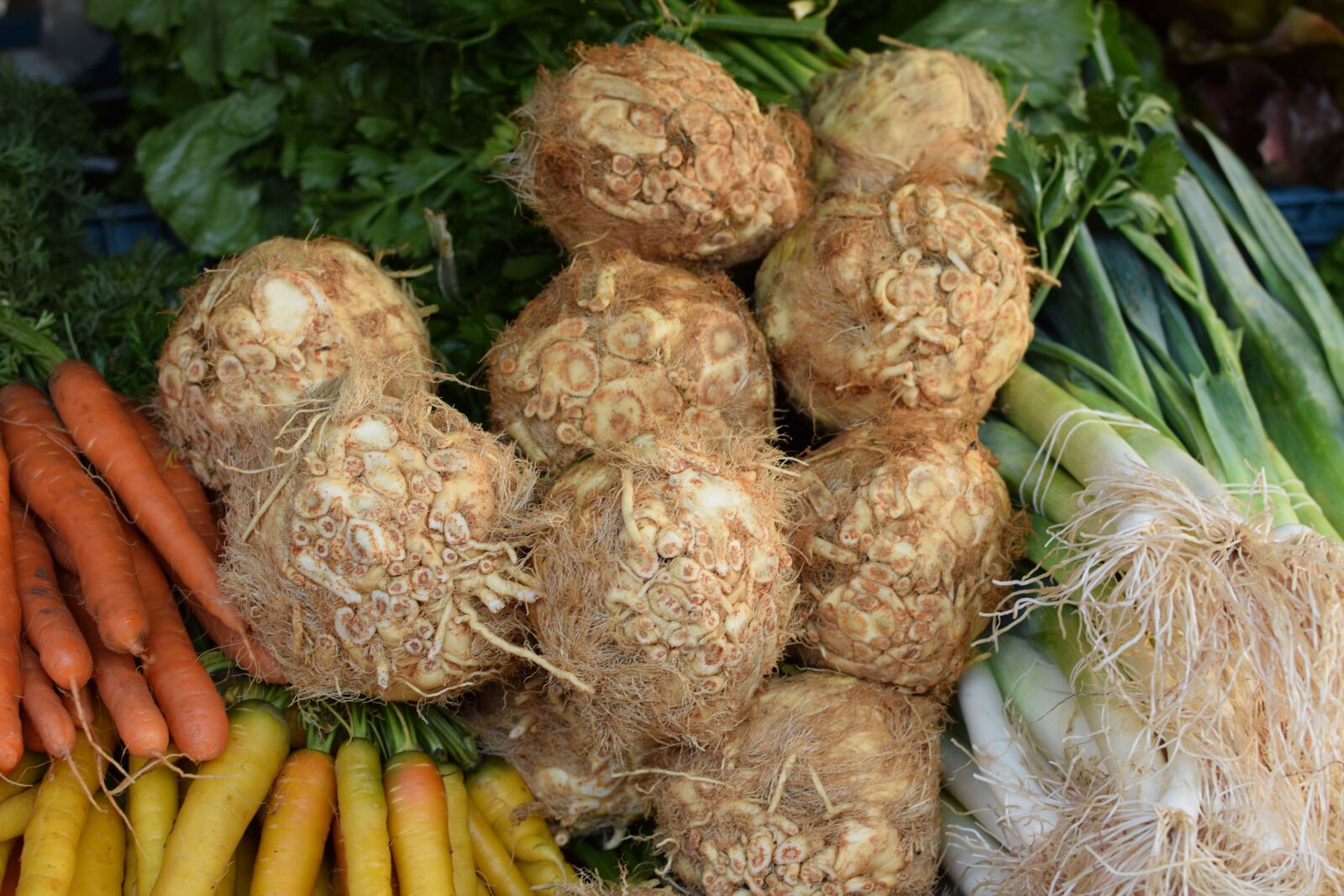 Nikon D5300 sample photo. Celeriac, nodule, vegetables photography