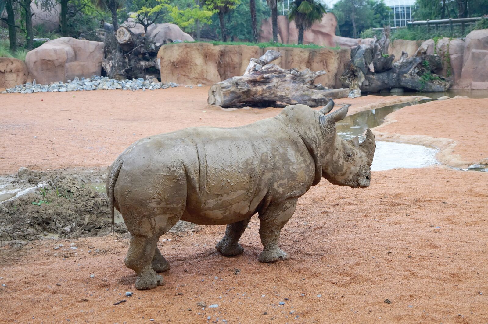 Sony DT 18-55mm F3.5-5.6 SAM II sample photo. Rhino, zoo, animals photography