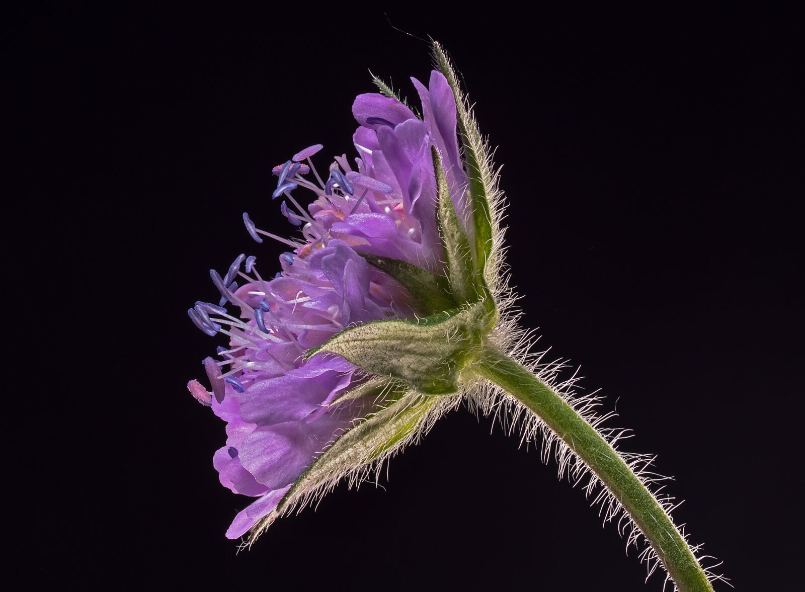 Olympus M.Zuiko Digital ED 60mm F2.8 Macro sample photo. Pincushion flower, gufech ssi photography