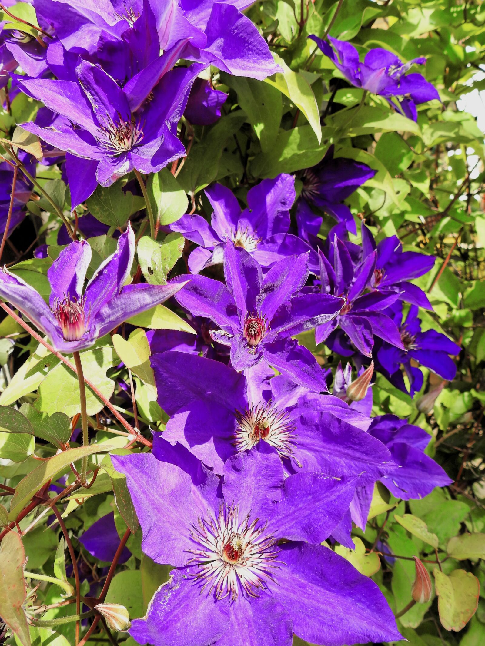 Nikon Coolpix P900 sample photo. Clematis, flower, blossom photography