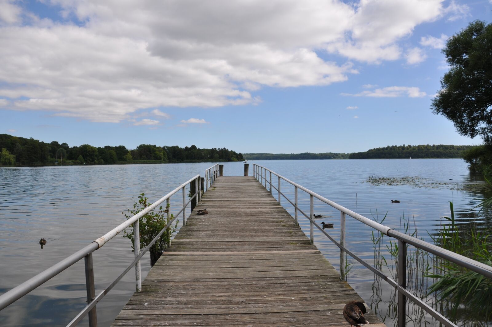 Nikon D5000 sample photo. Web, lake, pond photography