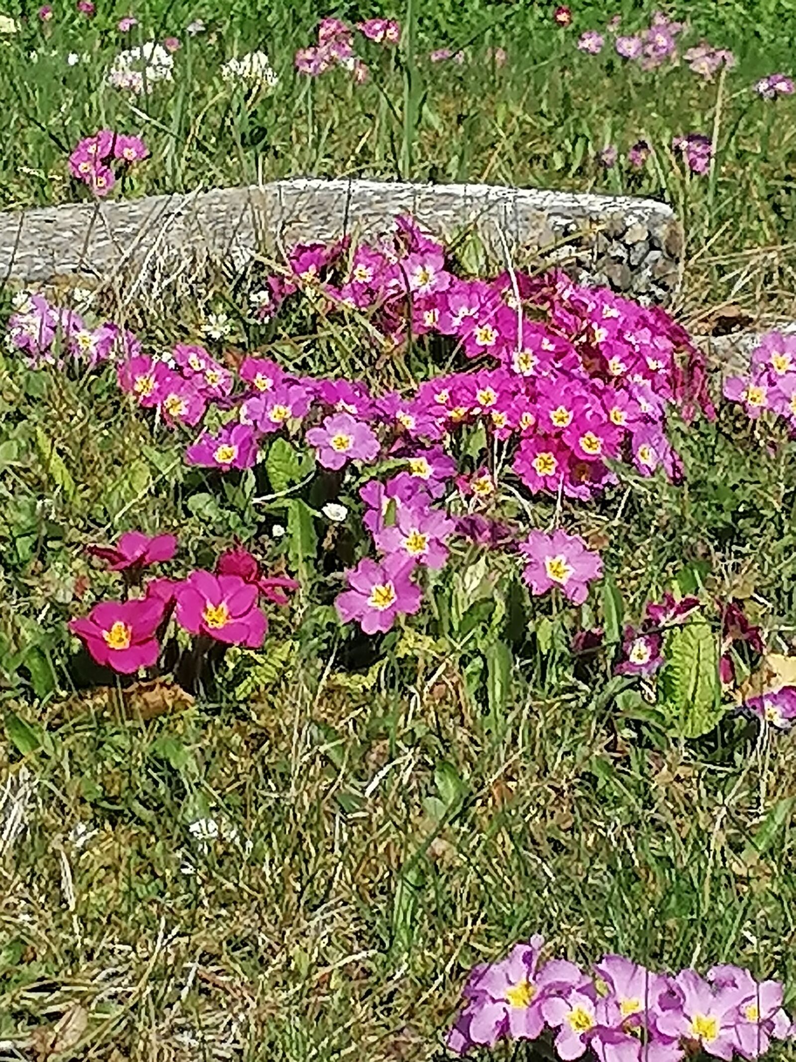 HUAWEI P30 LITE sample photo. Primroses, flower meadow, spring photography