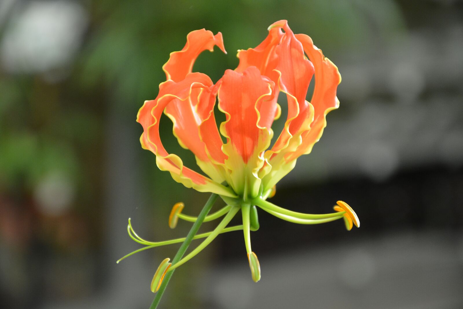 Nikon D5200 sample photo. Plant, flower, gloriosa headband photography