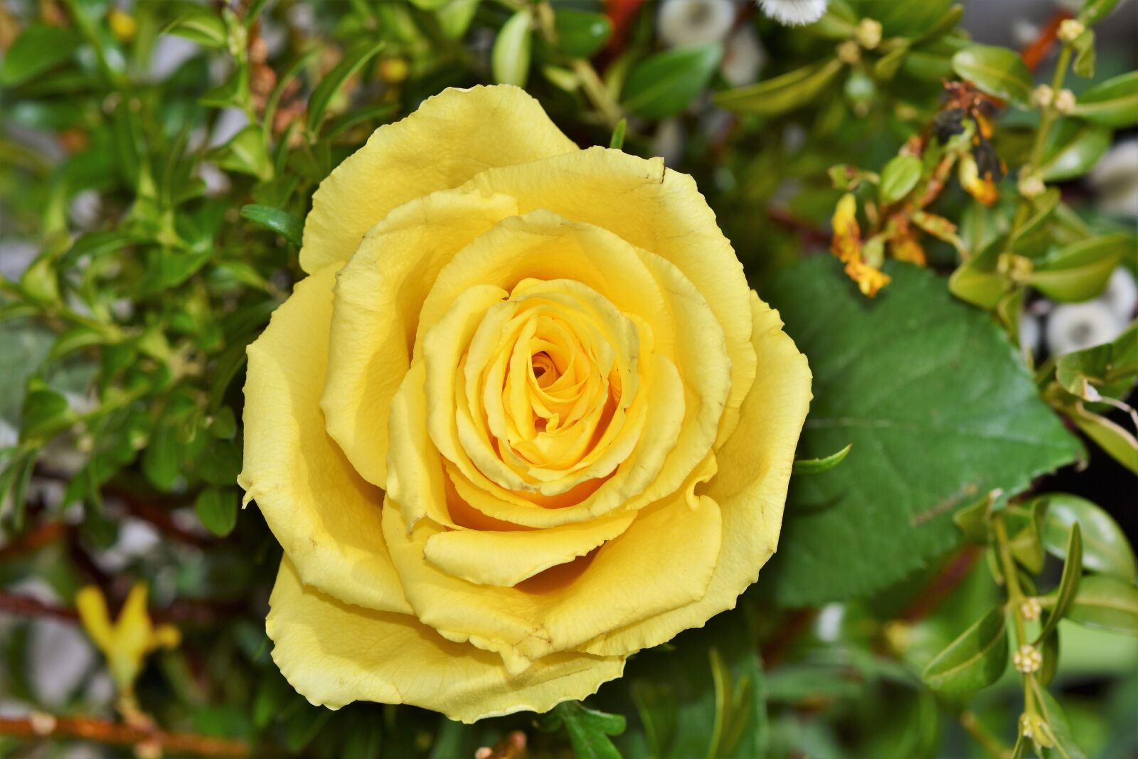 Nikon D7200 sample photo. Rose, yellow rose, garden photography