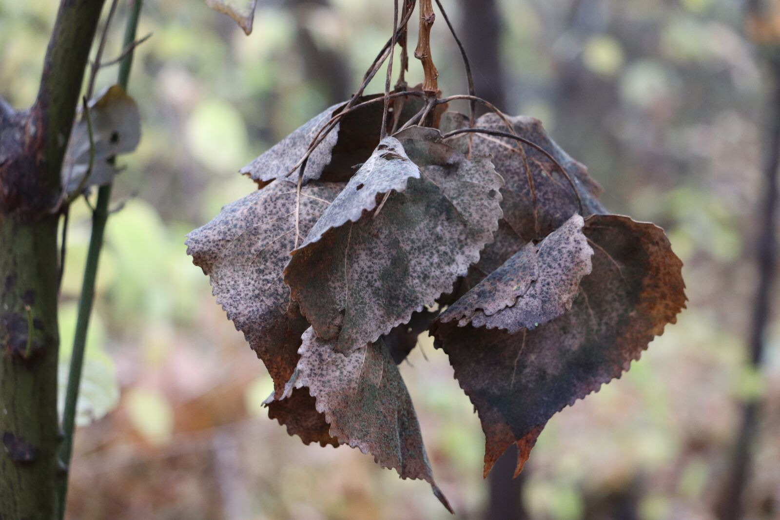 Canon EOS 200D (EOS Rebel SL2 / EOS Kiss X9) sample photo. Autumn, leaves, tree photography