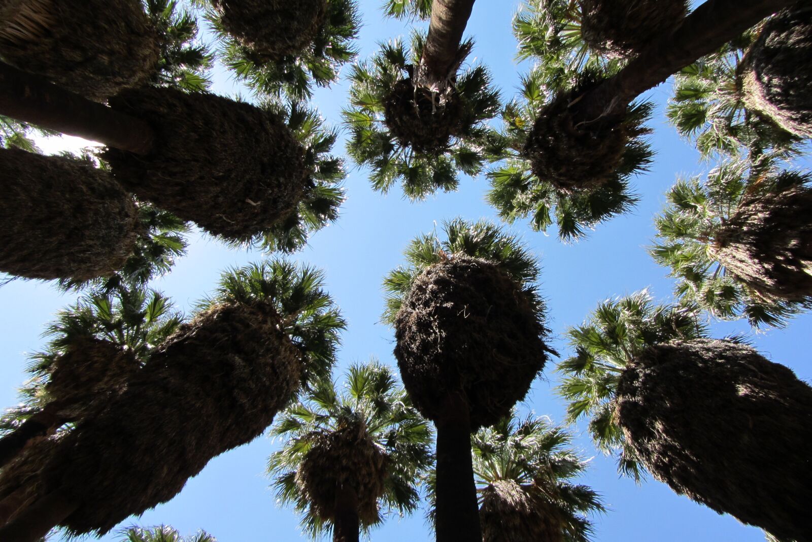 Canon PowerShot SX220 HS sample photo. Palm springs, palm, dessert photography
