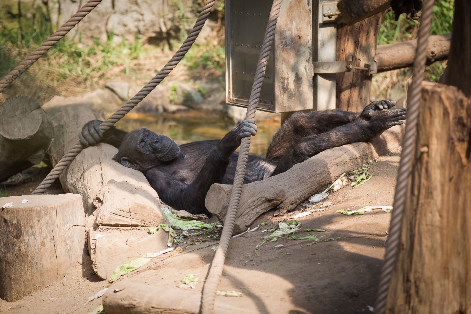 Canon EOS 5D Mark III sample photo. Chimpanzee, monkey, mammal photography