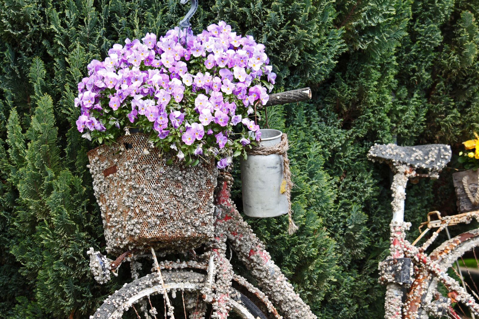 Canon EF-S 55-250mm F4-5.6 IS STM sample photo. Gartendeko, old bicycle, nostalgia photography