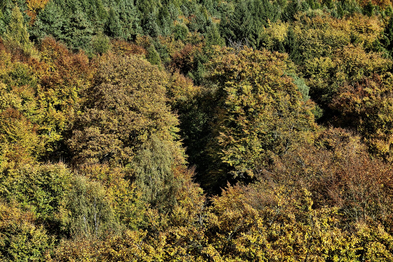 Panasonic Lumix DMC-FZ1000 sample photo. Autumn forest, indian summer photography