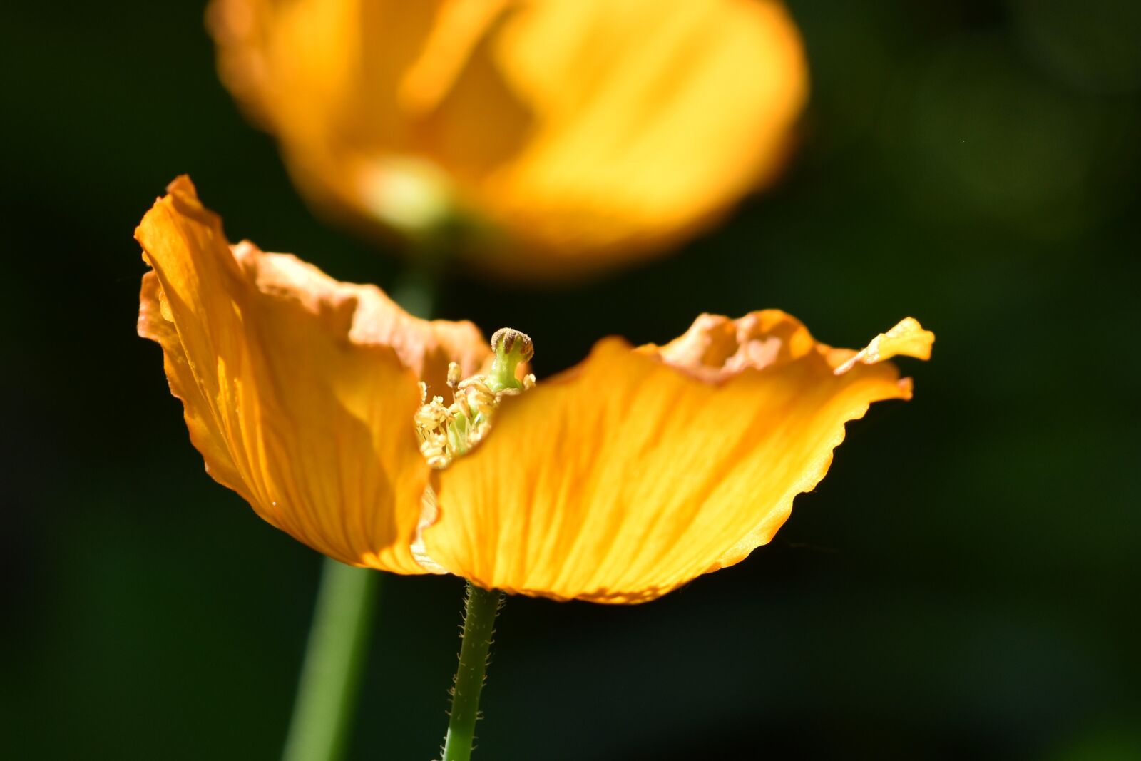 Nikon D5600 sample photo. Blossom, bloom, orange photography