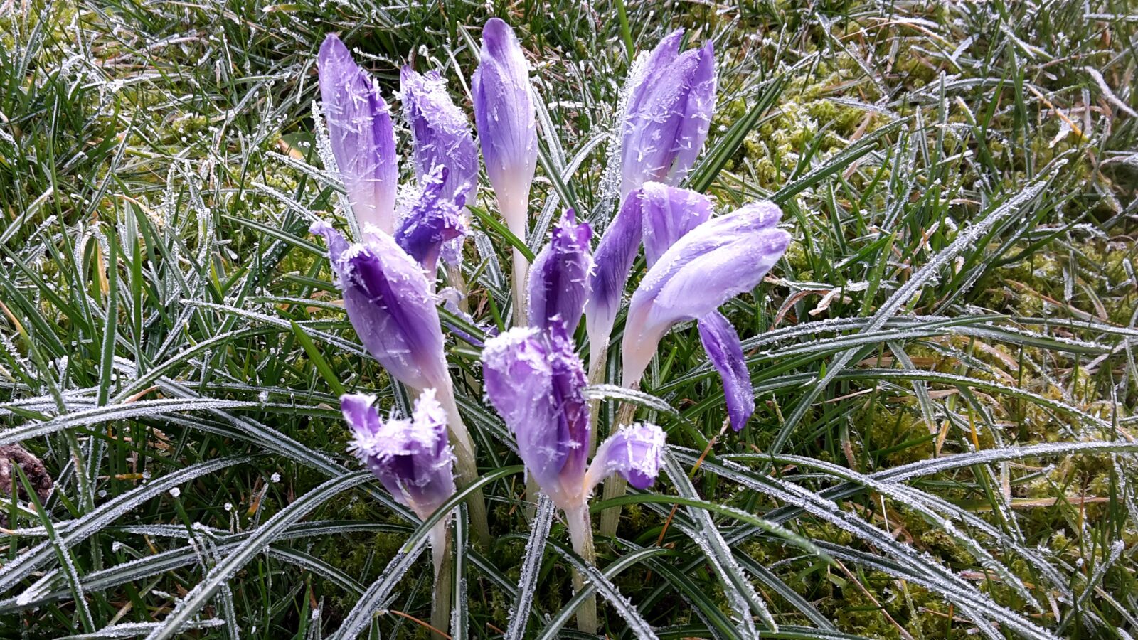 Samsung Galaxy S5 Mini sample photo. Crocus, snow, nature photography