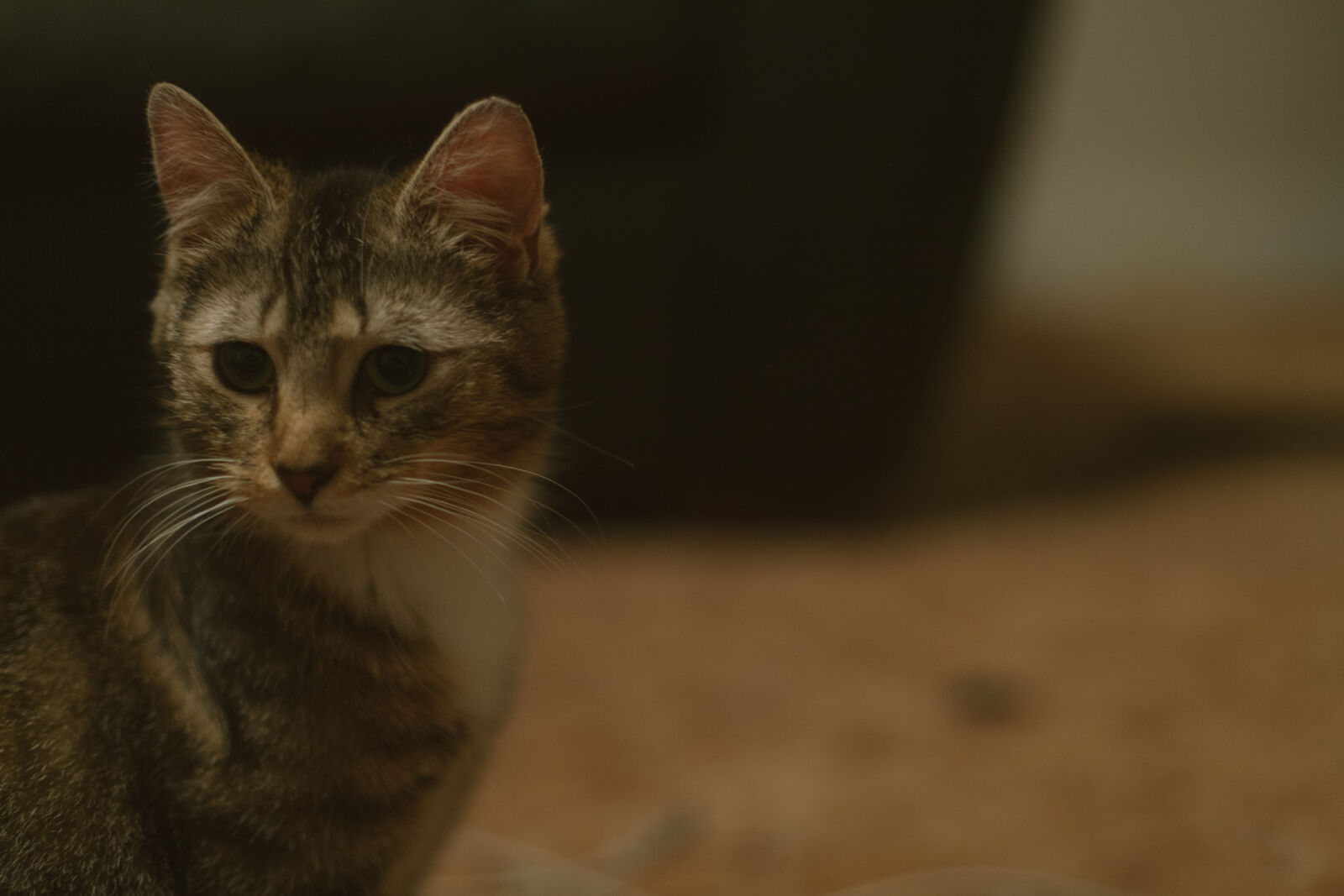 Canon EOS 5D Mark II sample photo. Animal, cat, kitty, pet photography