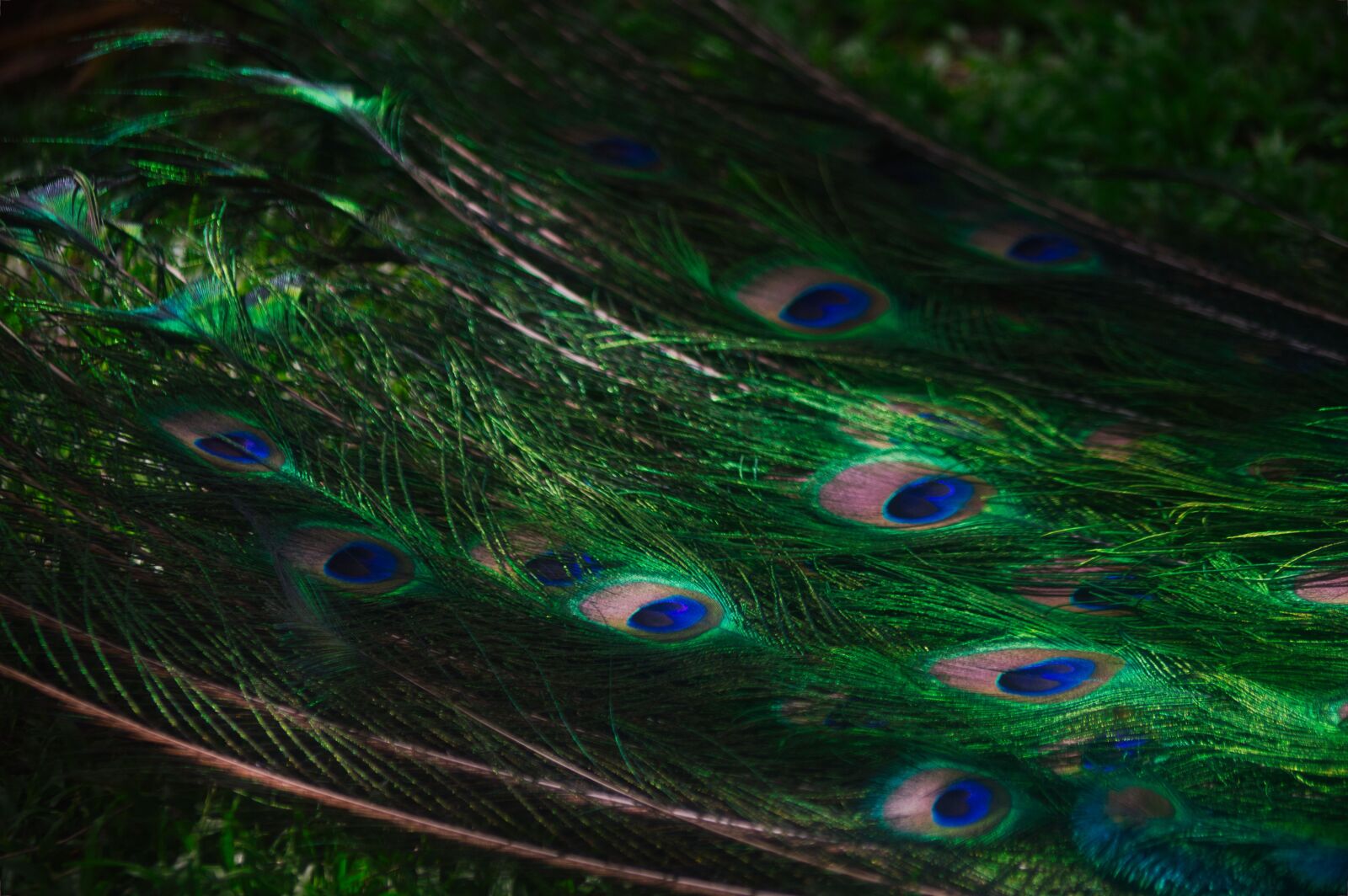 Nikon D3200 sample photo. Costa rica, ave, peacock photography