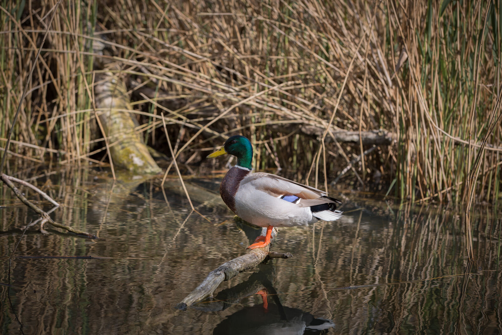Canon EOS 5D Mark III sample photo. Birds, ducks, nature, pond photography