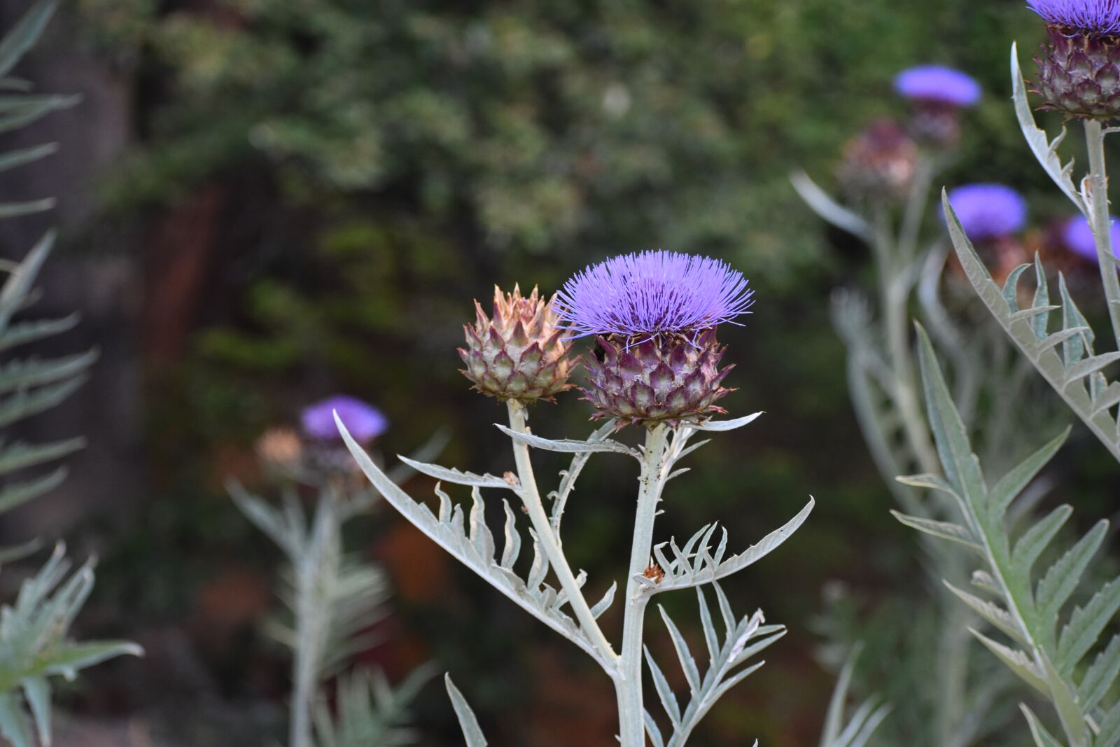 Nikon D3400 sample photo. Flower, bloom, nature photography
