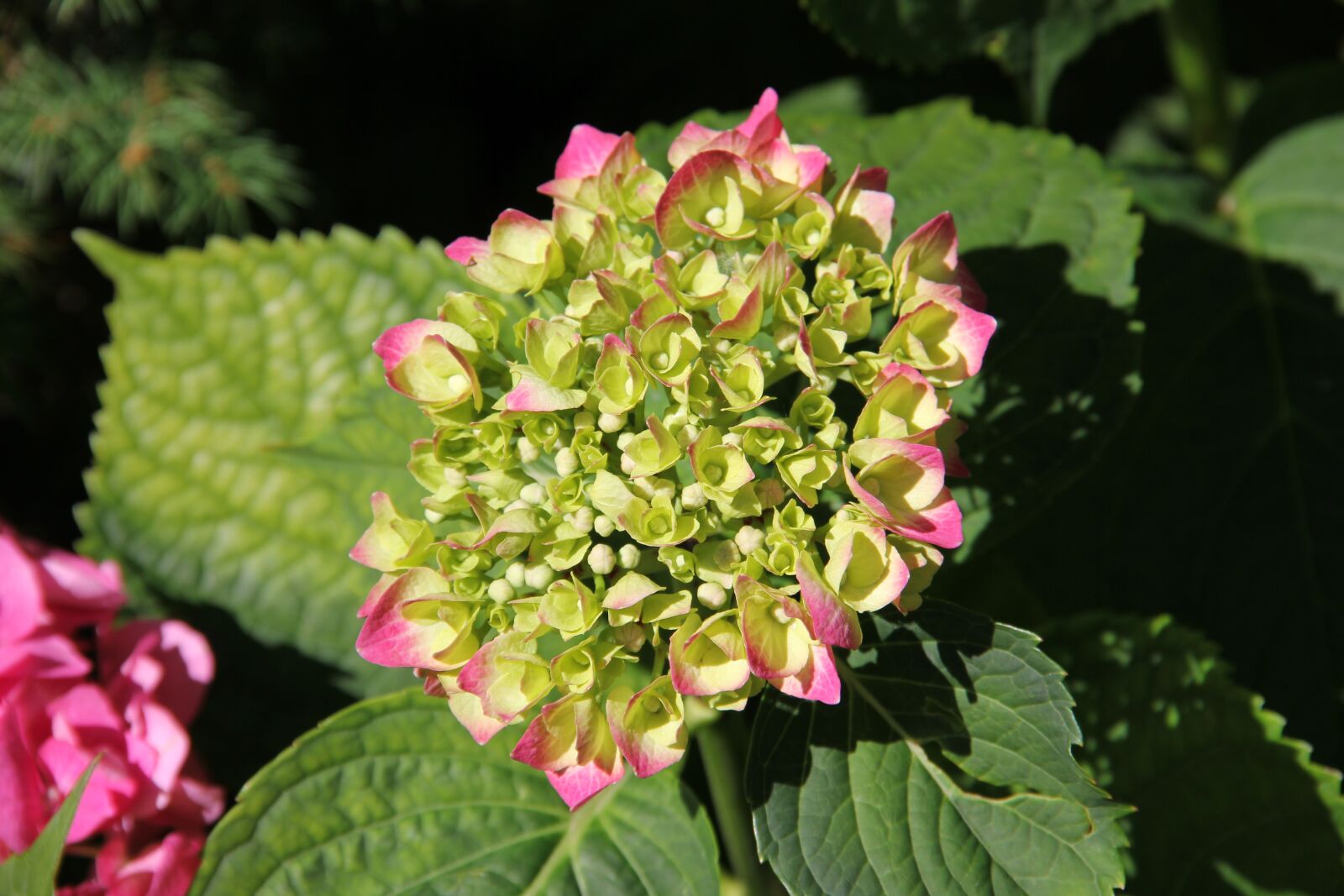 Canon EOS 60D sample photo. Nature, plant, flowers photography