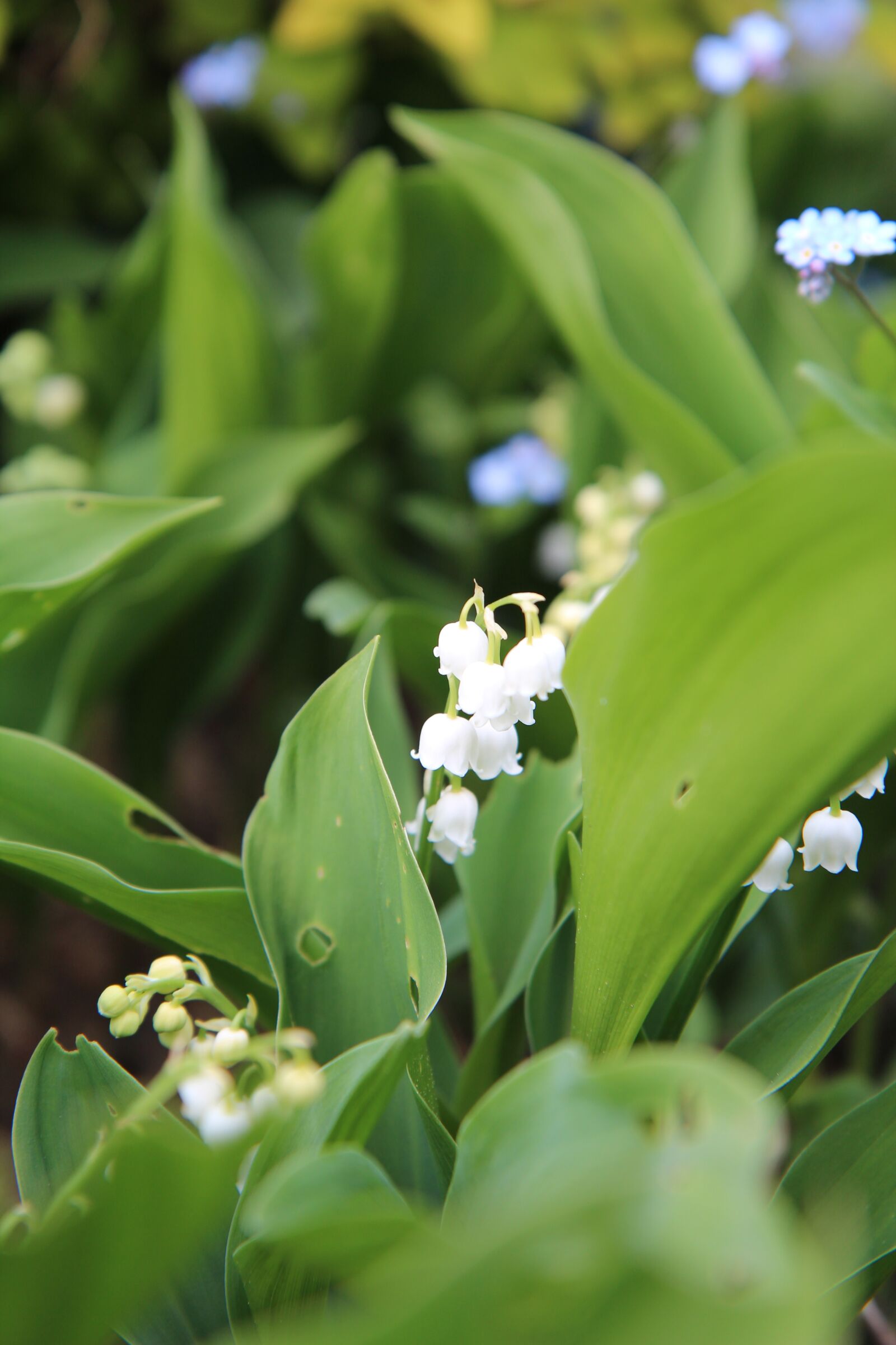 Canon EOS 600D (Rebel EOS T3i / EOS Kiss X5) sample photo. Thrush, lily of the photography