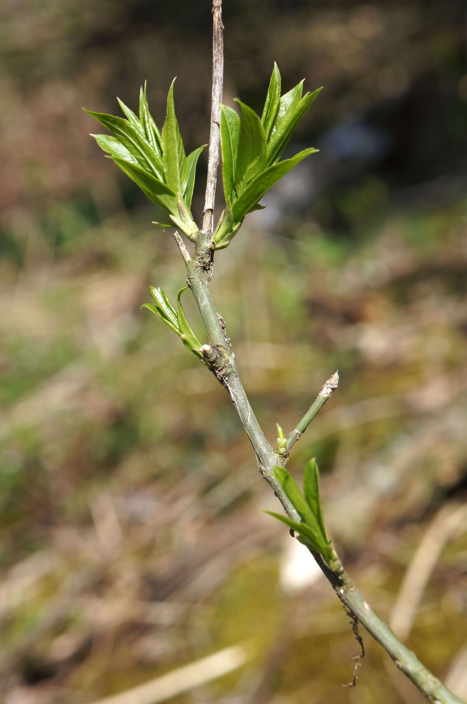 Sony Alpha NEX-5N sample photo. Tree, nature, plant photography