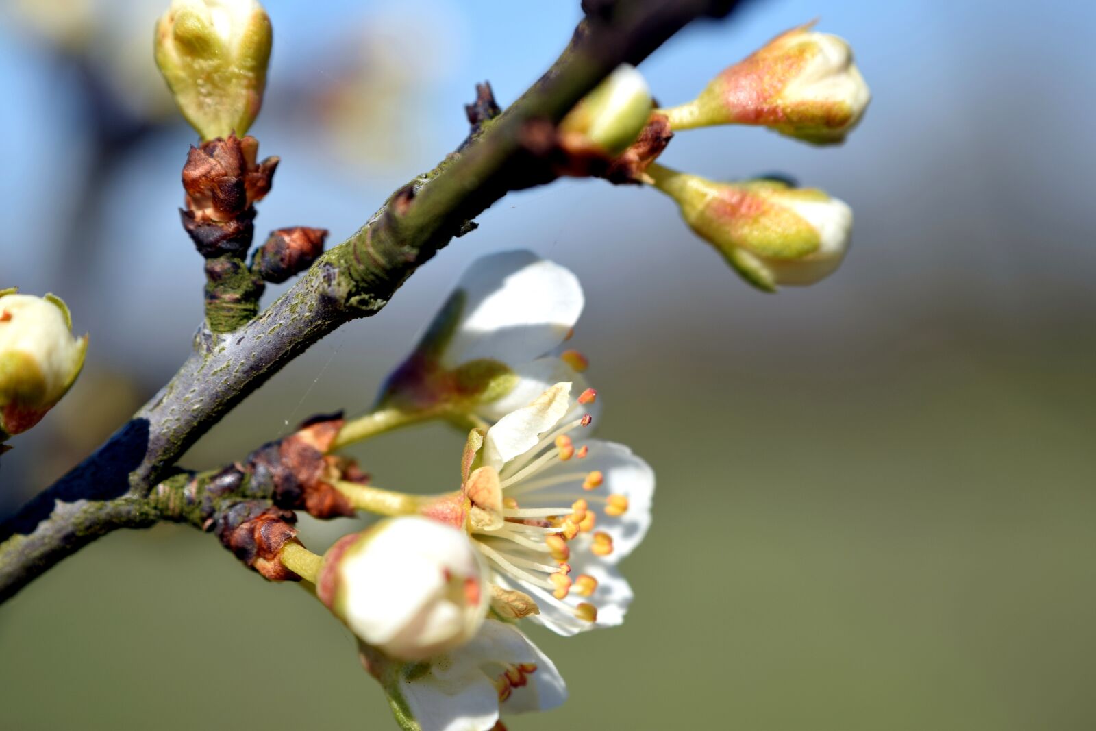 Nikon D5300 sample photo. Spring, blossom, bloom photography