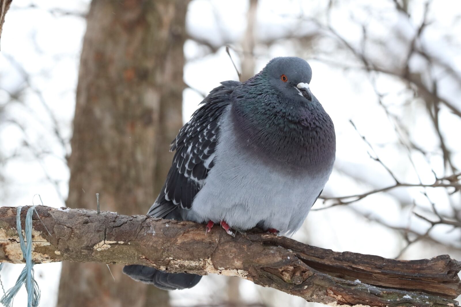 Canon EOS 77D (EOS 9000D / EOS 770D) sample photo. Bird, nature, outdoors photography