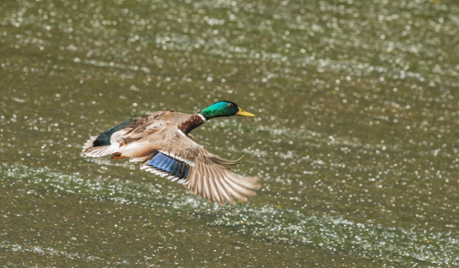 Nikon D800E sample photo. Duck, drake, wild duck photography