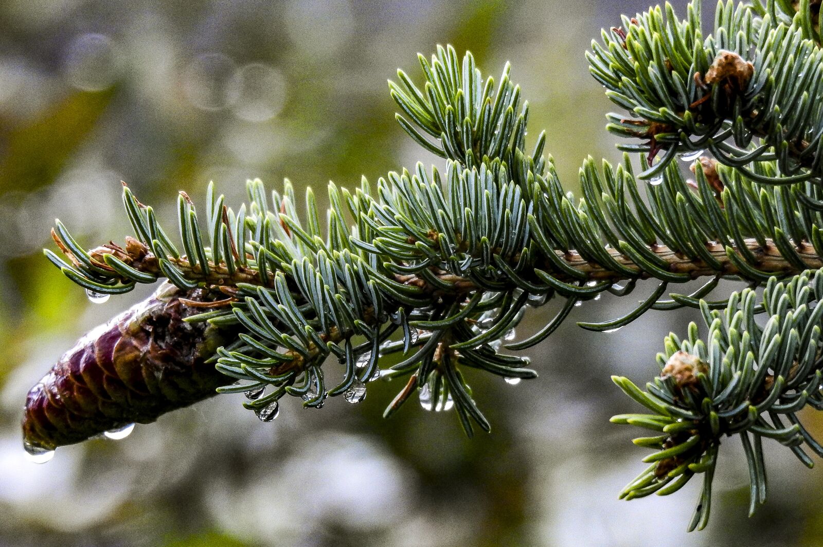 Nikon Coolpix P900 sample photo. Pinecone, tree, nature photography
