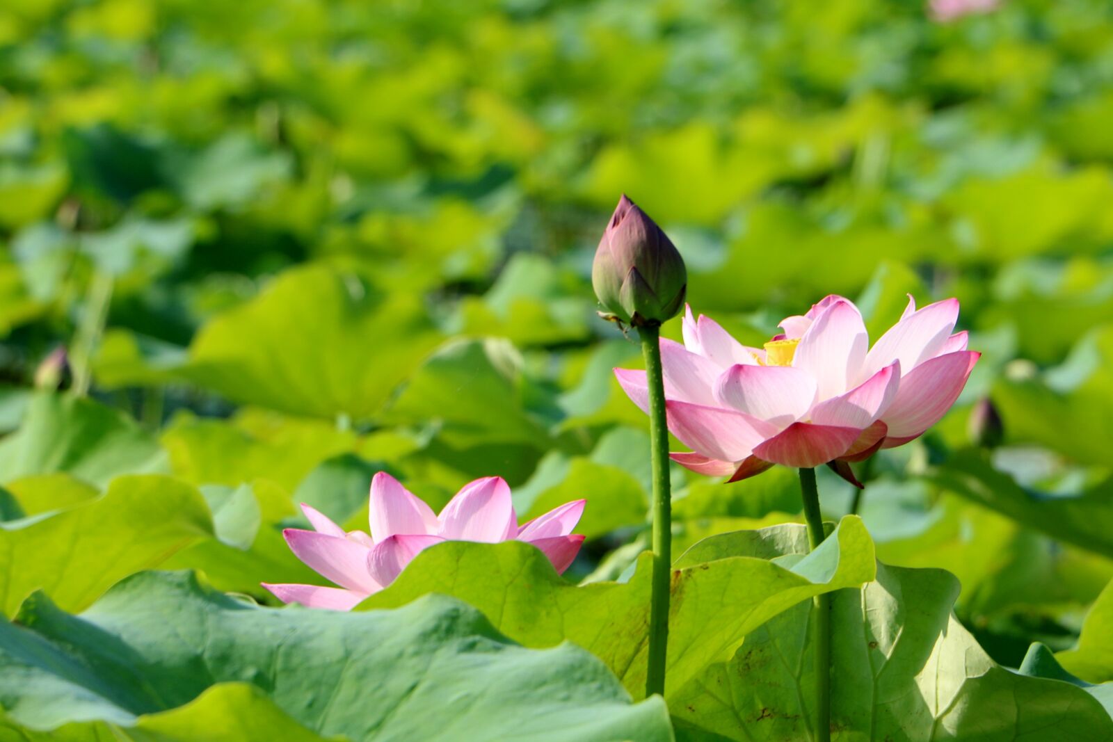 Canon EOS 750D (EOS Rebel T6i / EOS Kiss X8i) sample photo. China, flower, lotus photography