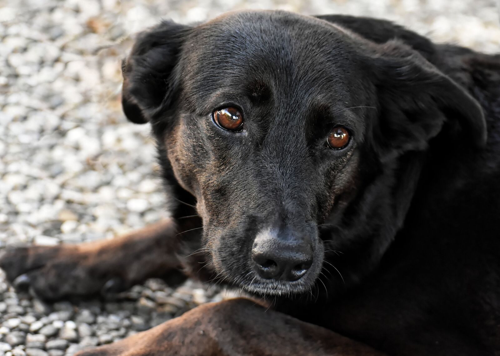Nikon D7200 sample photo. Dog, pet, animal world photography