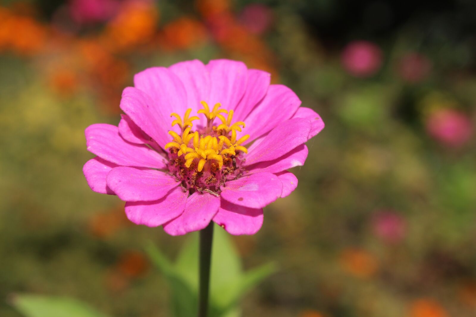 Canon EOS 700D (EOS Rebel T5i / EOS Kiss X7i) sample photo. Flower, pink, nature photography