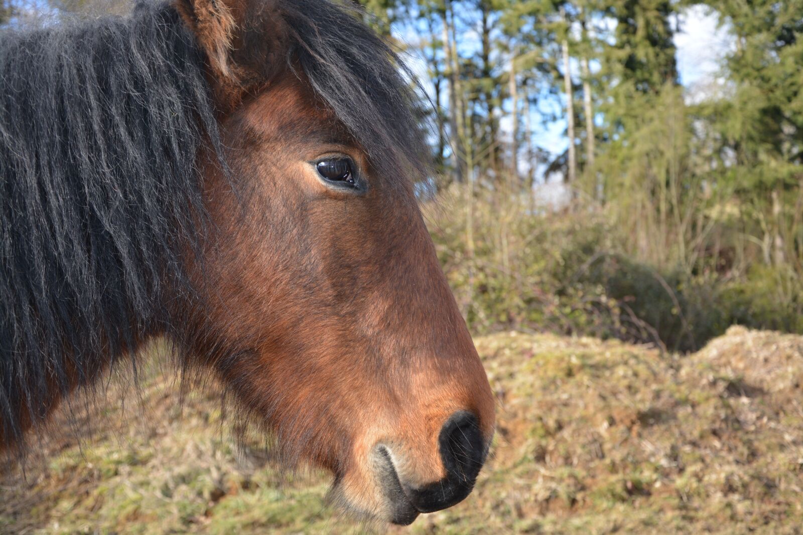 Nikon D5200 sample photo. Horse, equines, animal photography