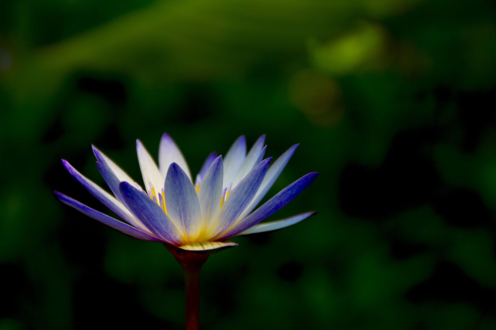 Canon EOS 700D (EOS Rebel T5i / EOS Kiss X7i) sample photo. Artistic conception, flower, lotus photography
