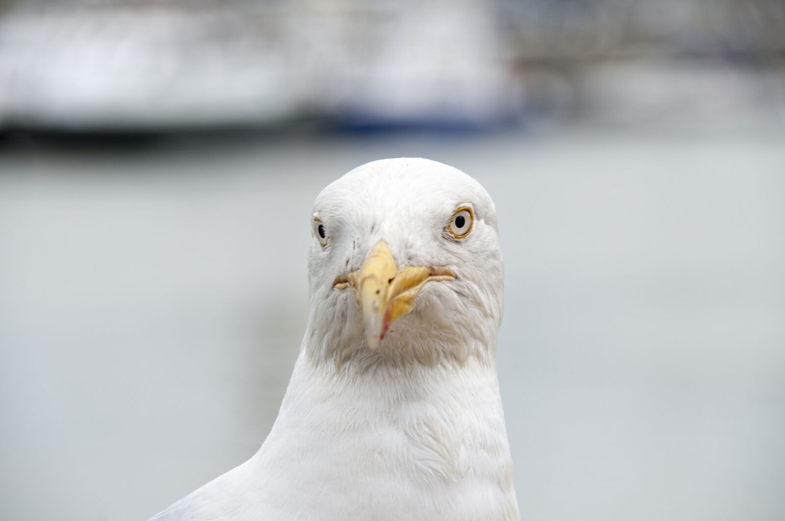 Nikon D300 sample photo. Seagull, bird, sea ​​bird photography