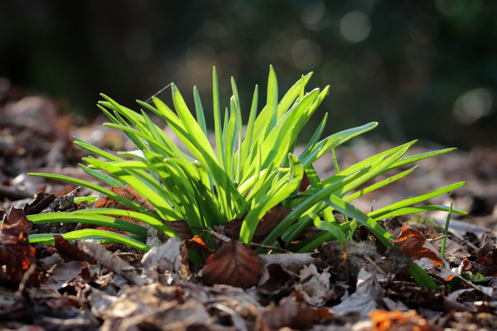 Canon EOS 80D sample photo. Green, spring, plant photography