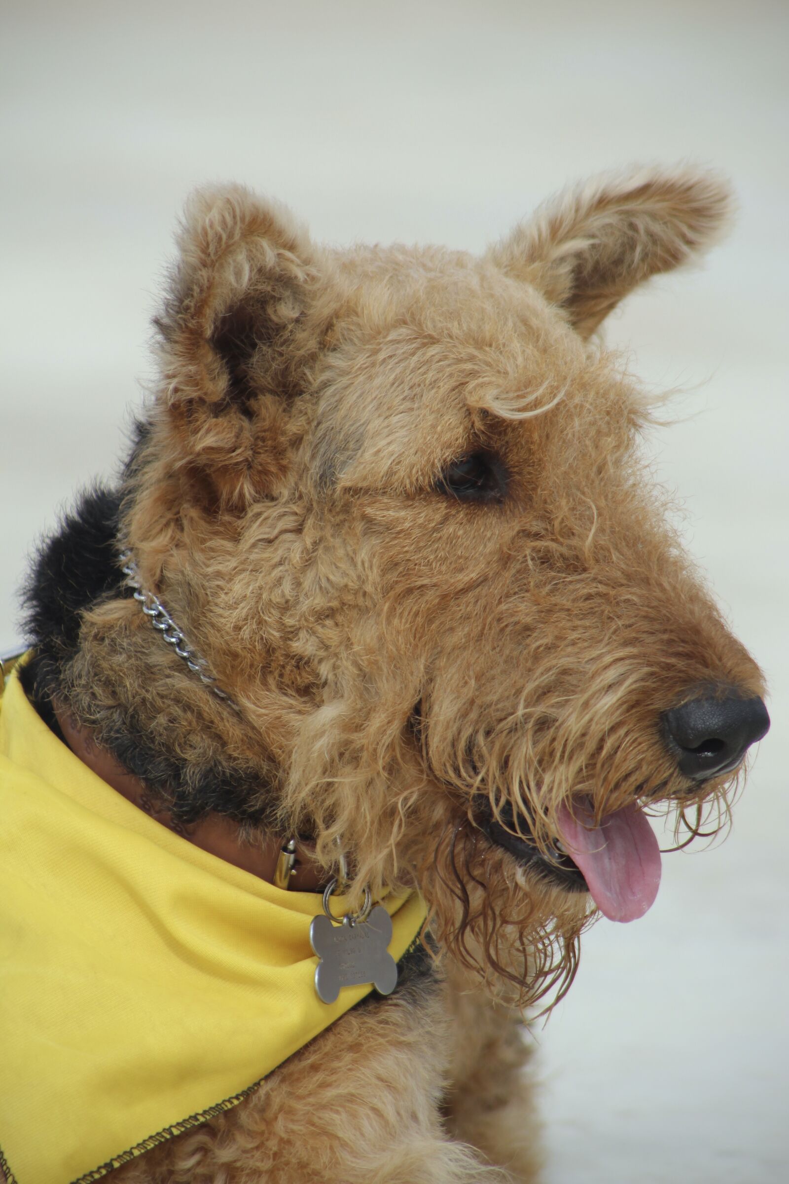 Canon EOS 1300D (EOS Rebel T6 / EOS Kiss X80) + Canon EF75-300mm f/4-5.6 sample photo. Airedale terrier, beautiful face photography