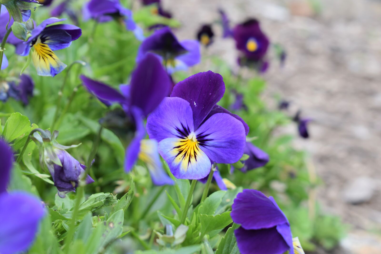 Nikon D5300 sample photo. Flowers, purple, nature photography