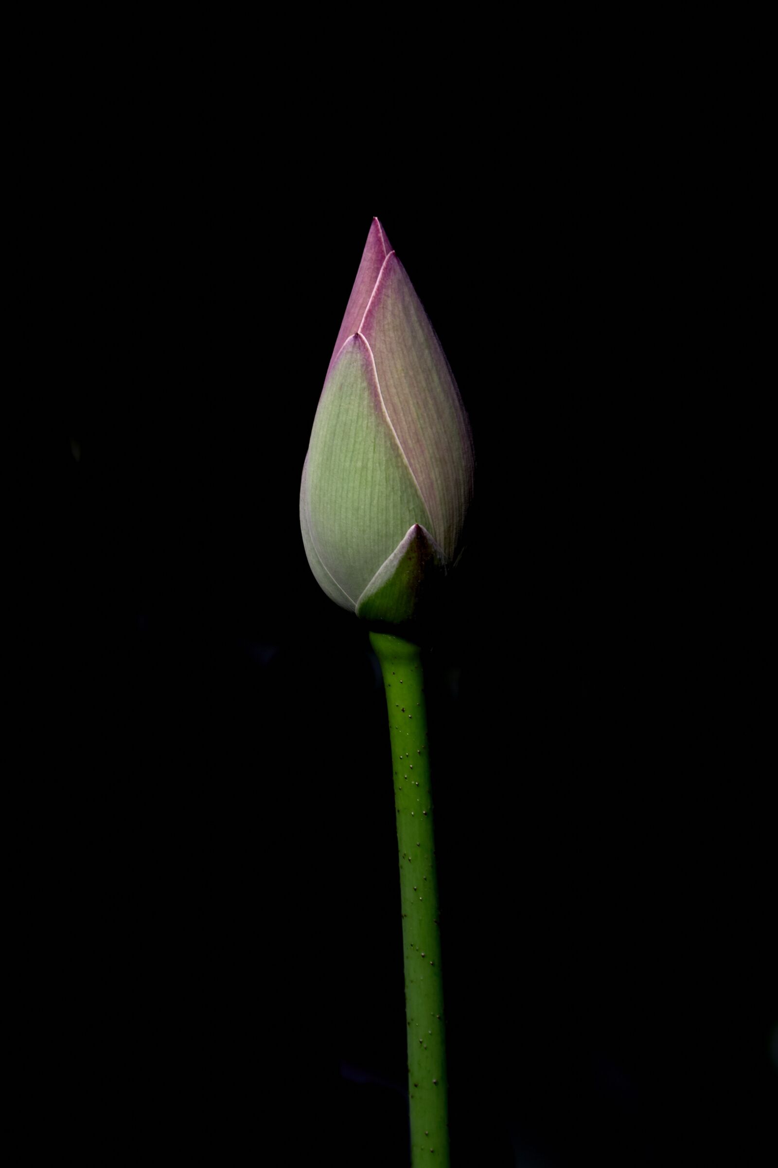 Fujifilm X-T1 sample photo. Flower, lotus, nature photography