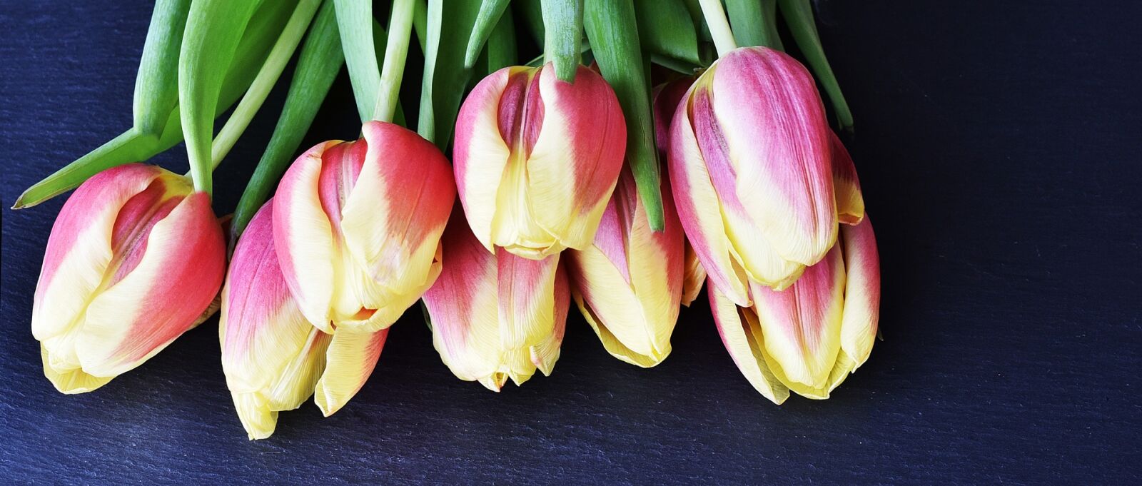 Nikon D750 sample photo. Tulips, flowers, flower photography