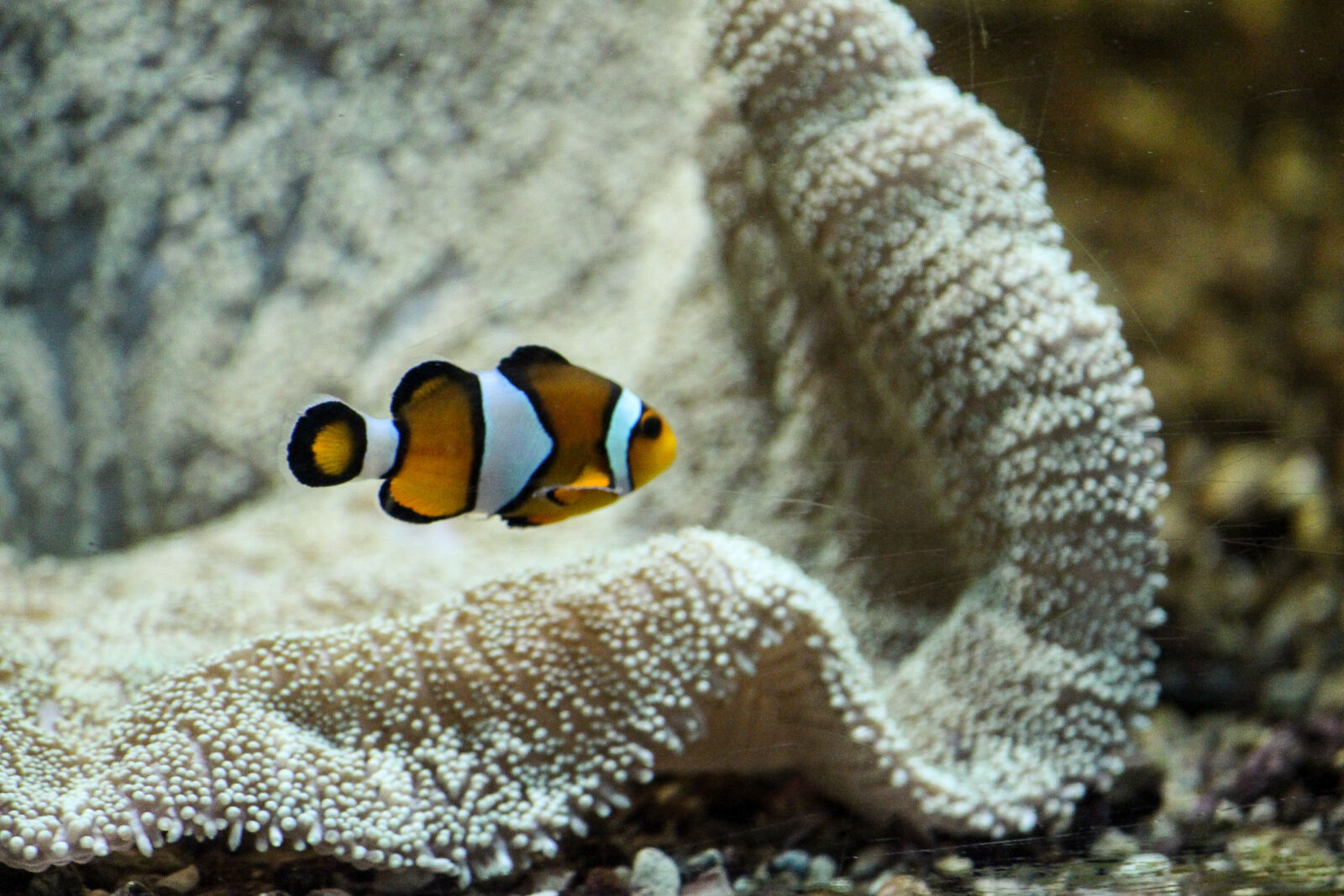 Canon EOS 700D (EOS Rebel T5i / EOS Kiss X7i) sample photo. Fish photography