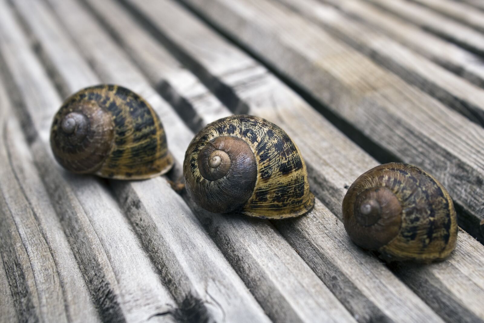 Canon EOS 2000D (EOS Rebel T7 / EOS Kiss X90 / EOS 1500D) sample photo. Snail, mollusk, shell photography