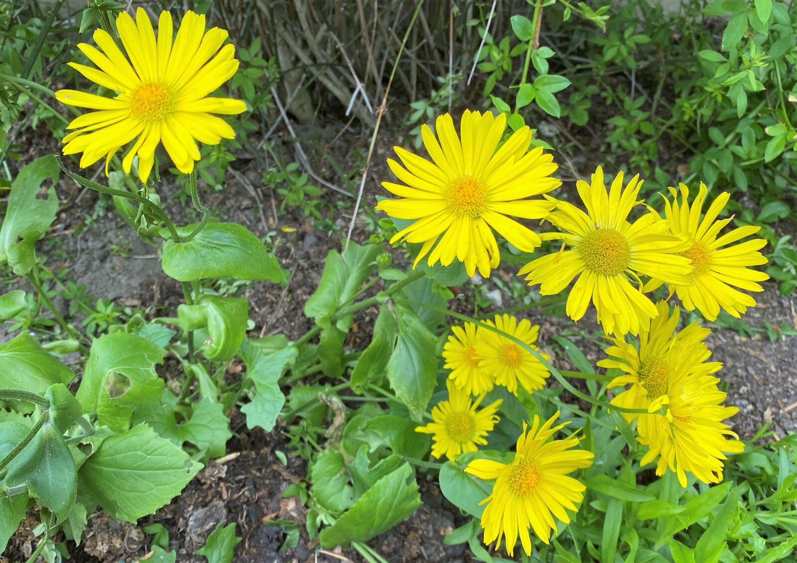 Apple iPhone 11 sample photo. Great false leopardbane, yellow photography