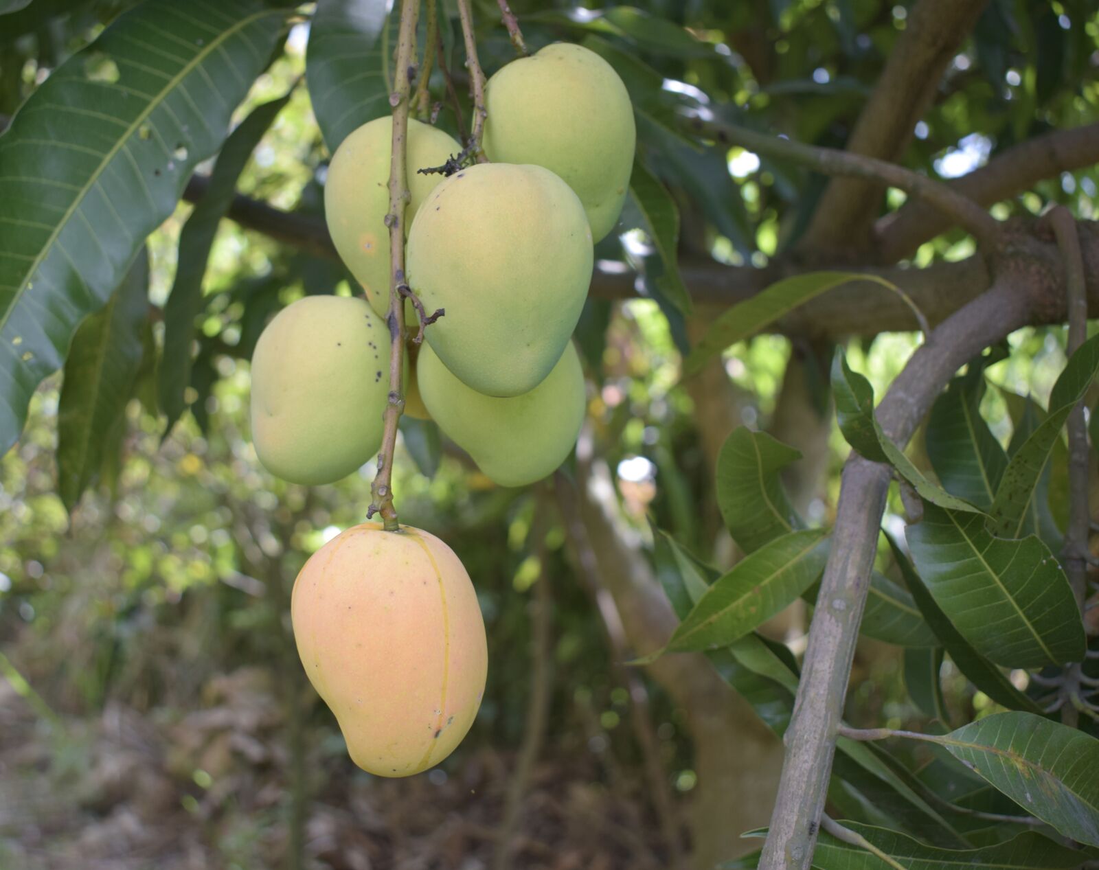 Nikon D5300 sample photo. Mango, fruit, tropical fruit photography