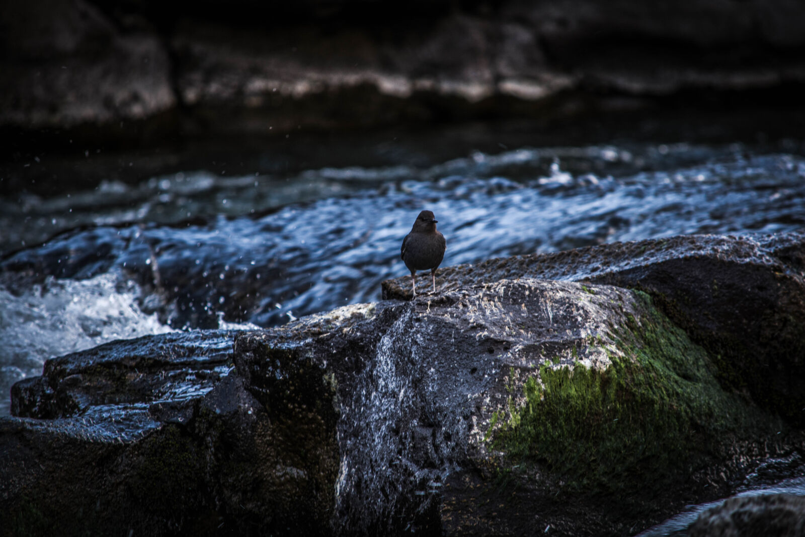 Nikon D5200 sample photo. Animal, avian, bird, river photography