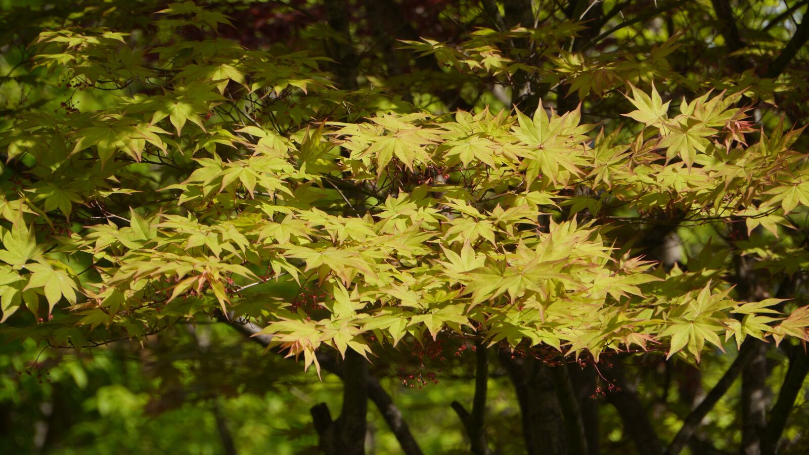 Panasonic Lumix DMC-GH3 sample photo. Leaf, wood, nature photography